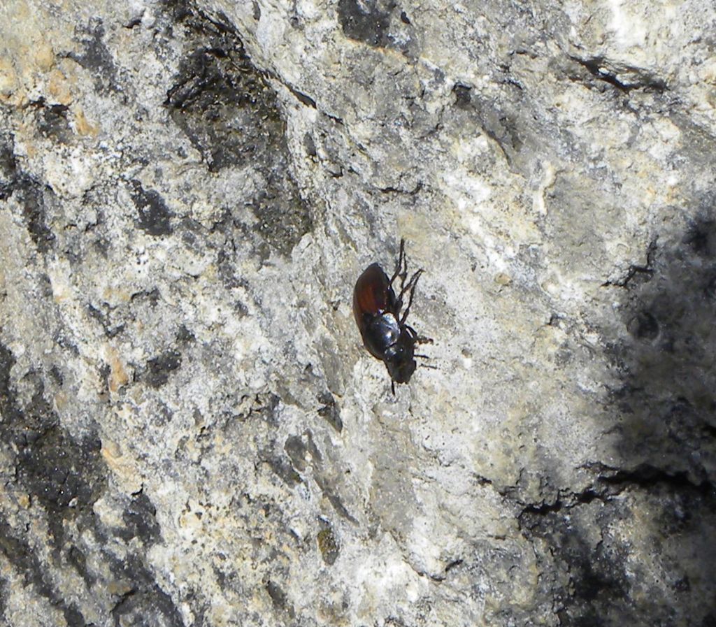 Silphidae: Silpha tyrolensis